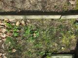 image of grave number 922837